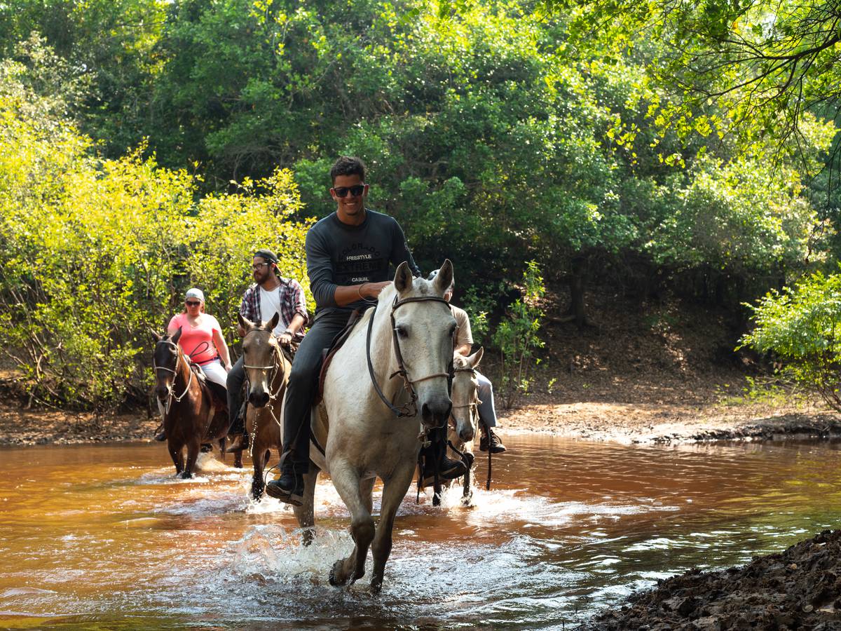 Cavalos pastando no pantanal mato-grossense pocone mato grosso brasil