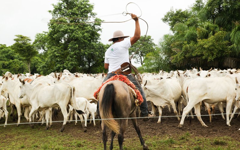 Peão tocando boiada na Transpantanera no Pantanal. Stock Photo